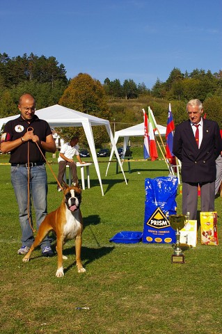 www.boxer-show.eu